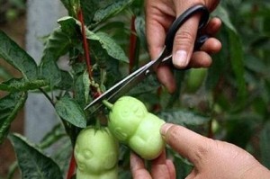 人参果树的结果期（探究人参果树的结果周期和关键因素）