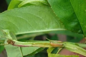 茄子钻心虫防治方法（细节决定效果，科学防治保收成）