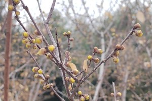 腊梅（从外形、生态特征和分类角度探讨）