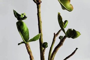 玫瑰花叶蔫原因及处理方法（解析叶蔫现象的成因，为您呈现恢复玫瑰花健康生长的方法）
