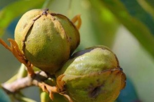 核桃成熟上市时间及注意事项（了解核桃成熟季节，挑选好品质核桃的小技巧）