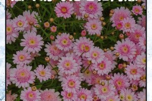 家庭瓜叶菊养殖全攻略（如何在家中种植美丽的瓜叶菊）