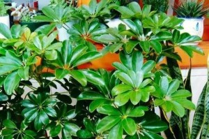室内适合种什么植物？——打造自然的室内空间