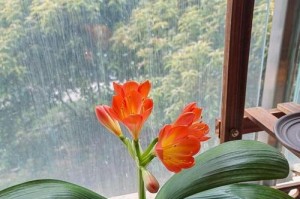 尿液可以浇君子兰吗？（探究尿液对君子兰的影响，是否有害？）