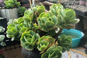 多肉碧桃的养殖方法和注意事项（打造美丽多肉花园，关注这些养殖技巧）