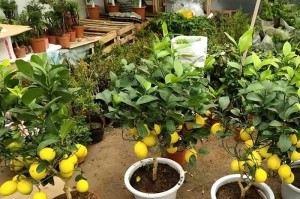 如何成功养殖柠檬盆栽（室内柠檬盆栽养殖技巧分享）