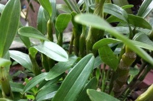 石斛兰的花期是什么时候？（探究石斛兰开花的神奇之处）