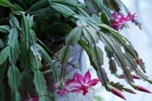 蟹脚兰不开花的原因（探究蟹脚兰不开花的可能原因及解决方法）