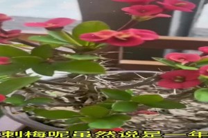 以虎刺梅黄叶怎么处理（挑选、修剪和保养虎刺梅黄叶的技巧）