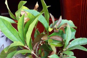海棠花怎么办？——教你拯救枯萎的海棠花（15个小技巧，让你的海棠花重新焕发生机）