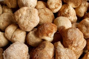 猴头菇的生长环境与产地（探秘猴头菇的生长要求与适宜场所）