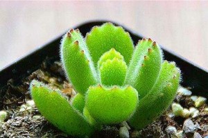 熊童子叶子发软下垂原因及补救方法（探究熊童子叶子生长异常的症状和解决之道）