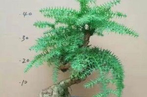 澳洲杉在客厅的优雅表现（放客厅什么位置好？如何营造好的视觉效果？）