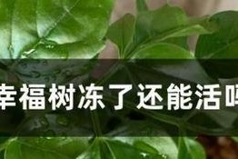 如何处理幸福树烂叶子问题（原因分析及有效治理方法）
