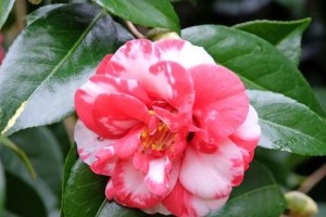 茶花的美丽与魅力（盘点茶花的品种和特点）