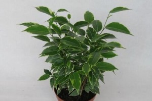 女生办公室的理想植物（提升气质与工作效率的秘密武器）
