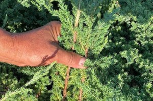 沙地柏是裸子植物吗？（探究沙地柏的分类归属）