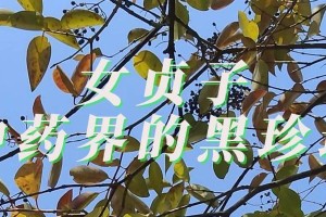 女贞花的香味是否有毒？（解析女贞花中的香味物质及其影响）