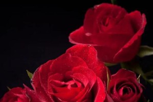 玫瑰花的颜色与含义（探究玫瑰花不同颜色所代表的含义）
