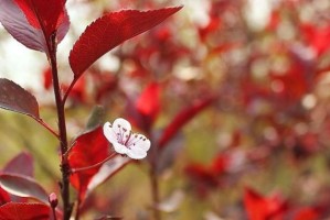 寒冬里的花海盛宴（寒冬里的花海盛宴）