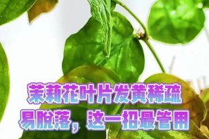 常见花卉叶子发黄的原因及解决办法（为你的花卉恢复翠绿生机的方法）