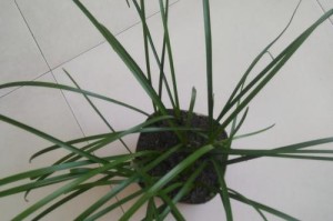 韭菜喜阳光还是喜阴？揭秘韭菜生长的神秘之谜（科学研究告诉你，韭菜喜阴还是喜阳？）