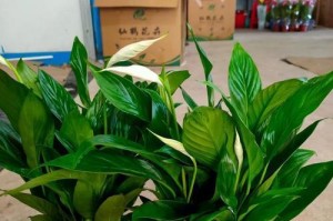 白掌最佳肥料选择（如何选购最适合白掌的肥料？）