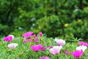 马齿苋的繁殖与注意事项（种植马齿苋的最佳方式及关键事项）