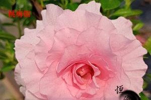 探究桃梅开花频率（一年开几次花，花期长短由何决定？）