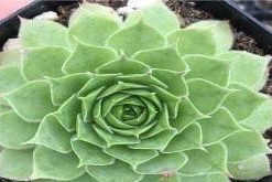 观音莲的养护与修剪技巧（打造优美的观音莲造型，让花园更加美丽）