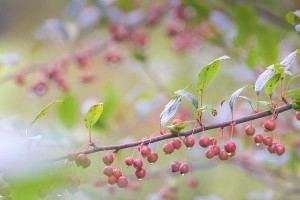 海棠果成熟期分析（了解海棠果成熟时间，享受鲜美果实）