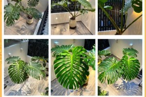 龟背竹盆栽全面养护（盆栽时间、水分、光照、温度、肥料、剪枝、病虫害、移栽）