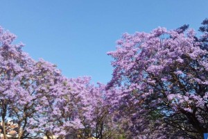 家里种蓝花楹，招财进宝！