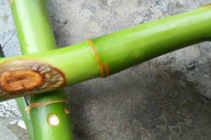 转运竹腐烂的治疗方法及注意事项（保护植物健康，有效治疗竹子腐烂的方法）