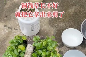 铜钱草的根的分盆技巧（掌握分盆技巧，让铜钱草生长更健康）