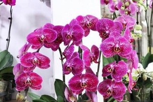 金枝玉叶是怕冷还是怕热？（探究金枝玉叶生长的温度范围及其适应性能力）