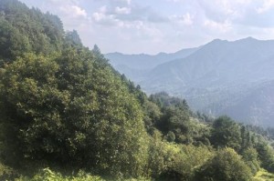 茶水浇桂花树，可行吗？（探究桂花树的浇水方法，为您的家园带来更美的景色）