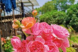 探索粉达月季的优缺点（探索粉达月季的优缺点）