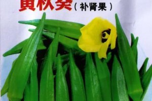 黄秋葵种子的最佳播种时间（什么时候种植黄秋葵最容易成活？）