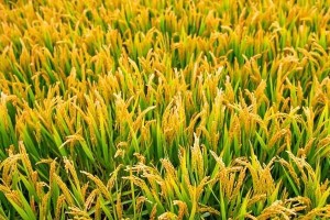 稻子亩产量一般多少斤？（常规水稻的亩产量及影响因素）