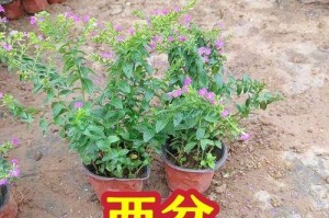 以满天星拿回家——满天星养护指南（轻松掌握满天星养护技巧，打造美丽花坛）