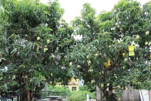 在家种芒果树，不仅可食用还可以美化环境（让家里的院子变成芒果树林，享受自然美好生活）