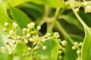 香樟开花的奇妙景象（探秘香樟开花的时间、地点、特点和文化内涵）