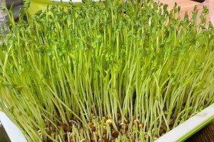 豌豆的种植方法及时间详解（从选地到收获，轻松掌握豌豆的种植技巧）