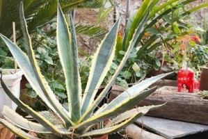 龙舌兰（龙舌兰的起源、品种与制作工艺）