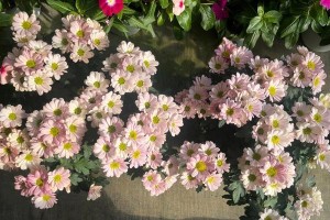 菊花：中国国花的秘密