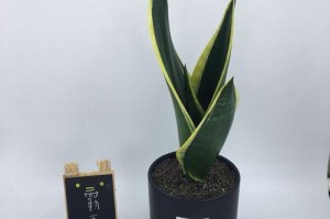 探秘珍稀虎皮兰品种（了解虎皮兰的珍稀品种与养护技巧）