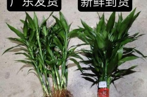 广东适宜种植的植物种类大揭秘（从绿化到园林，这些植物是广东不可或缺的一部分）