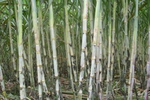 甘蔗——一种重要的经济作物（种植、利用及相关研究）