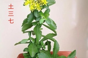 三七花是可以食用的吗？（了解三七花的药用和食用价值）